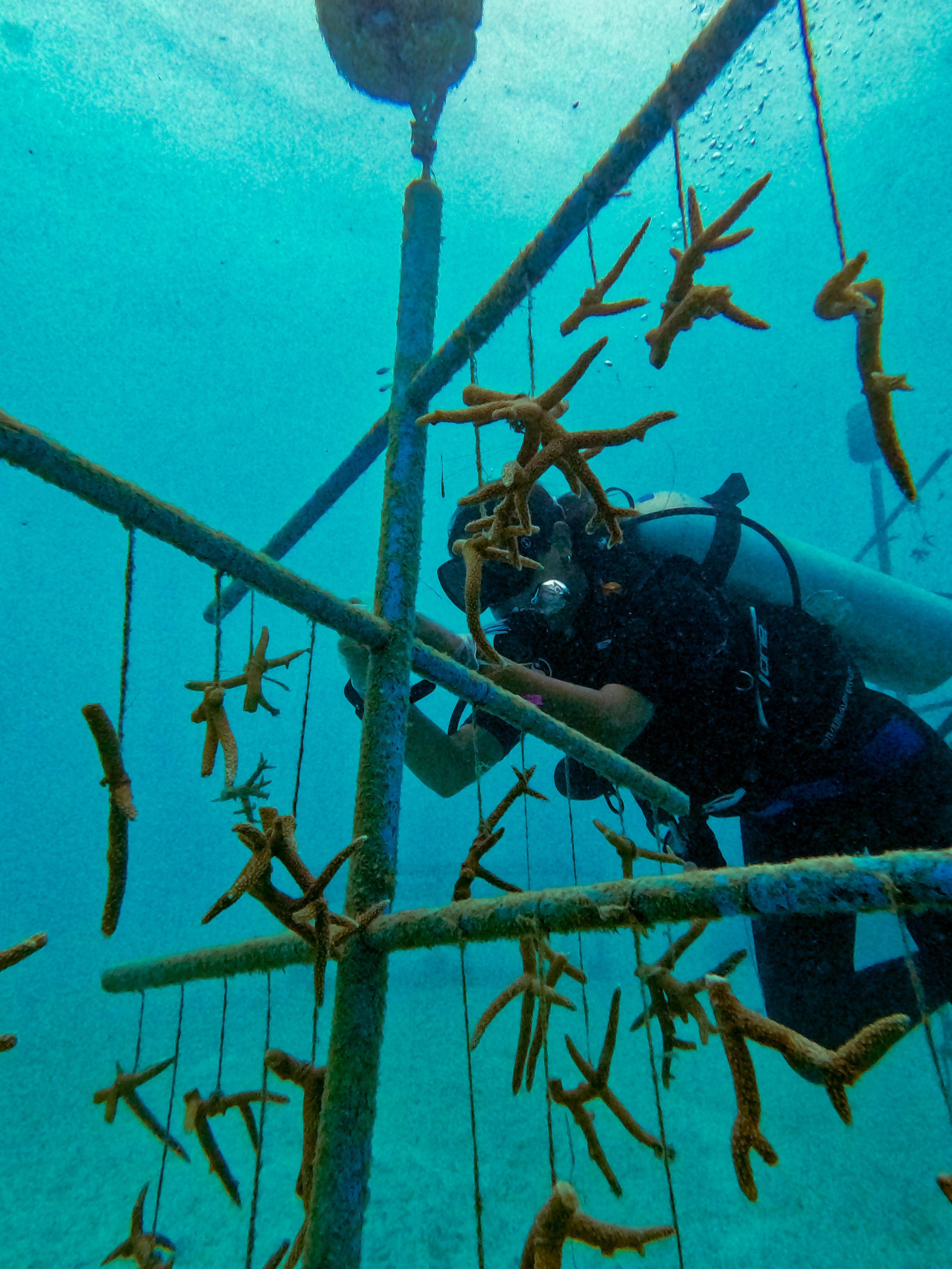 2 - 12 weeks Coral Monitoring in Maldives - Coral Conservation, Maldives