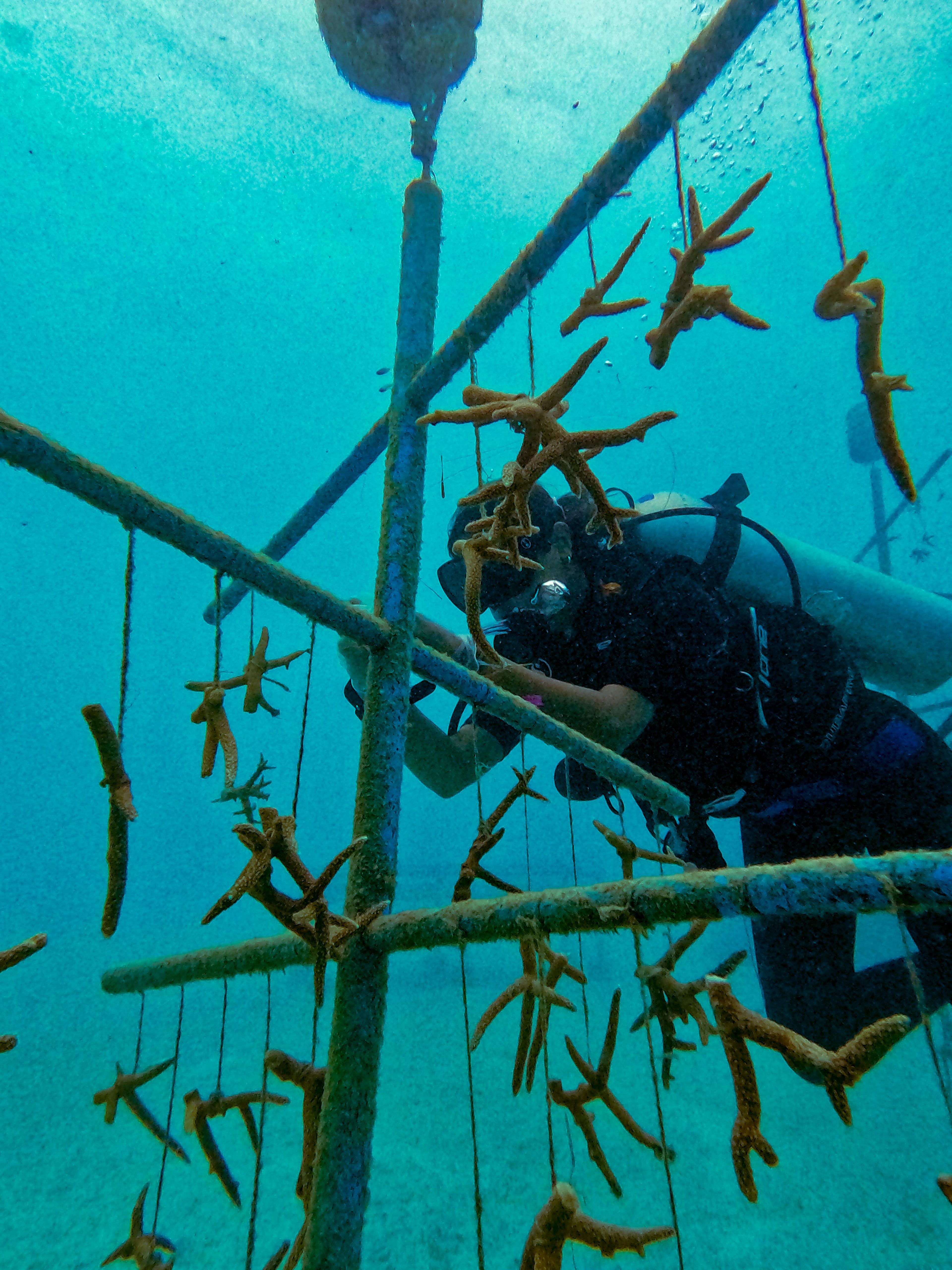 Maldives - Coral Conservation destination