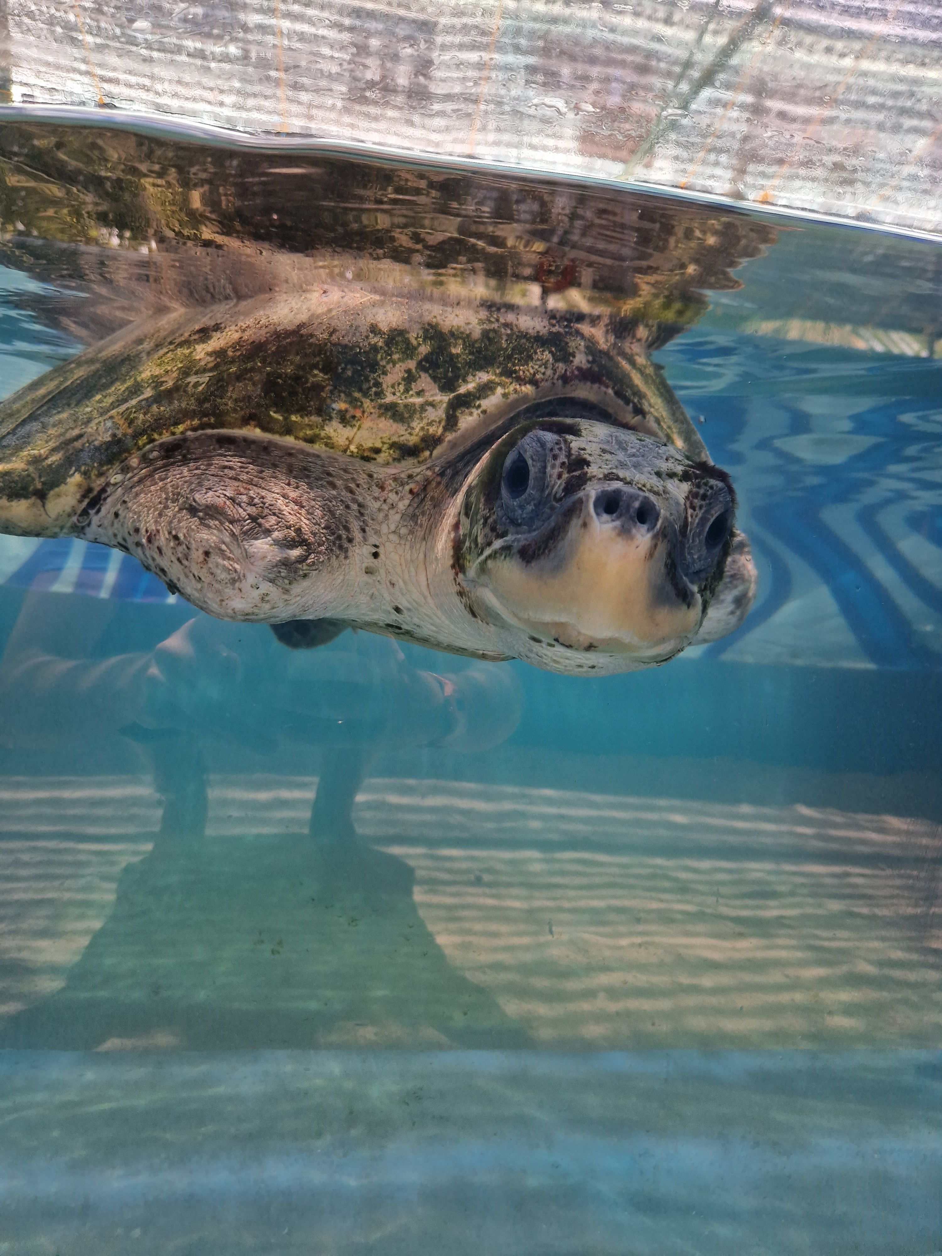 2 - 12 weeks Turtle Husbandry in Maldives - Turtle Conservation, Maldives