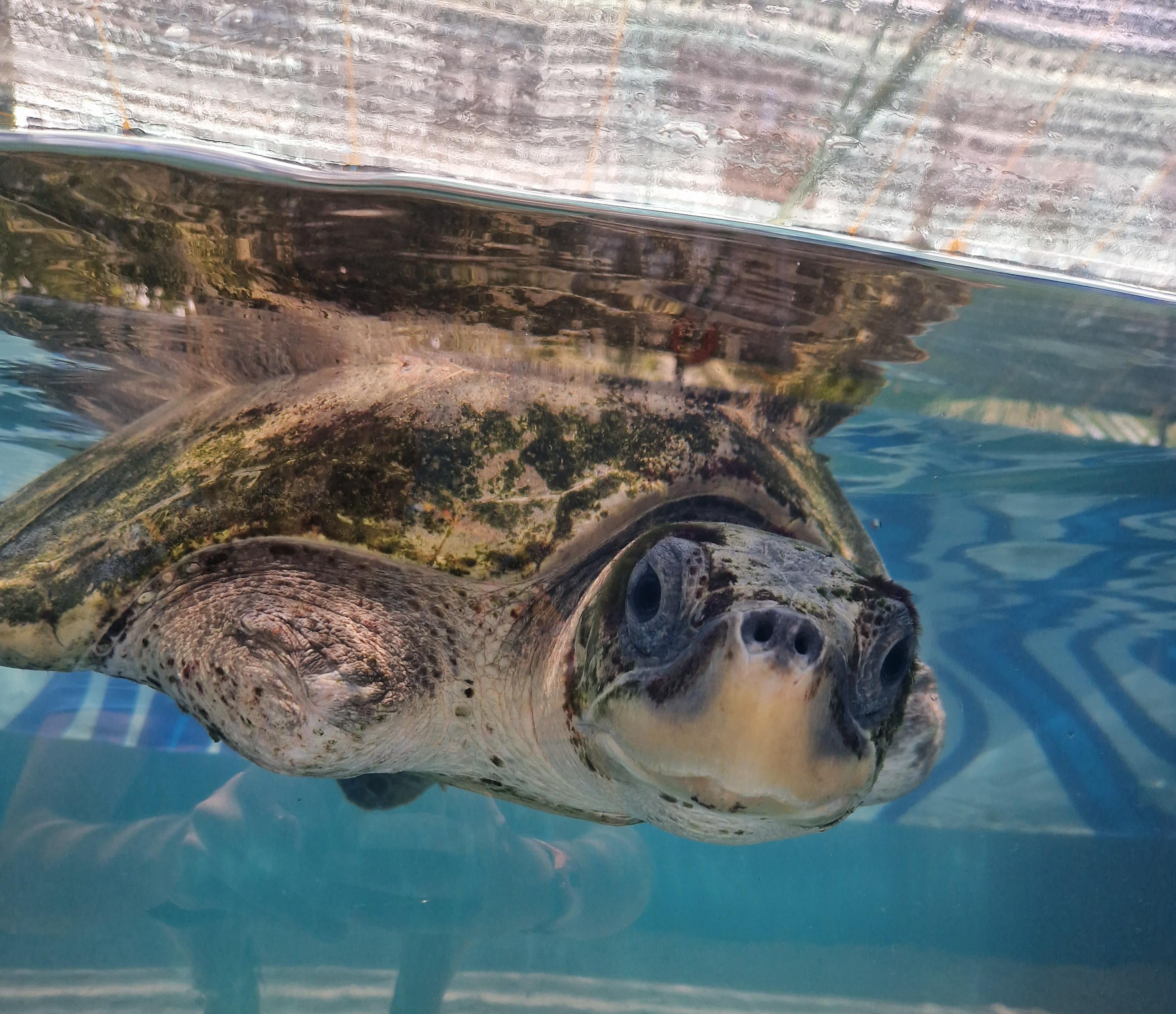 Maldives - Turtle Conservation destination