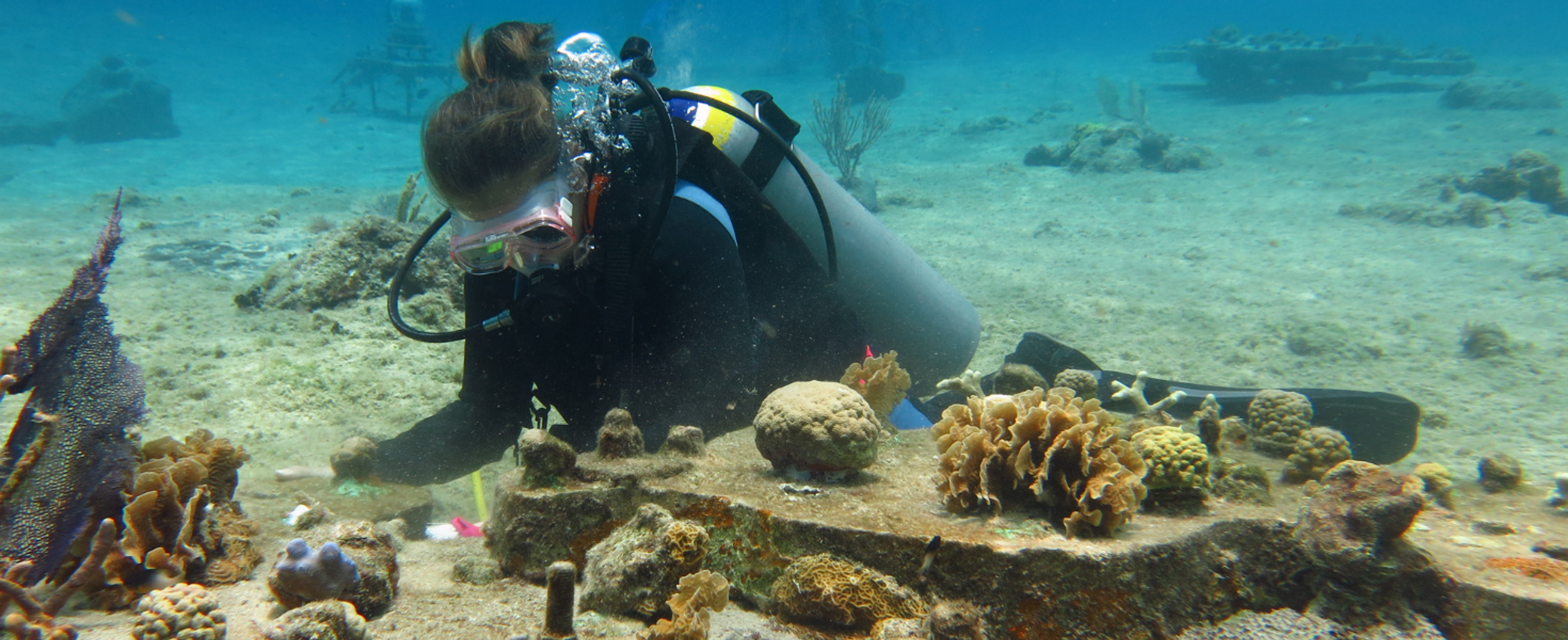 10 days Coral Restoration in Cozumel, Mexico