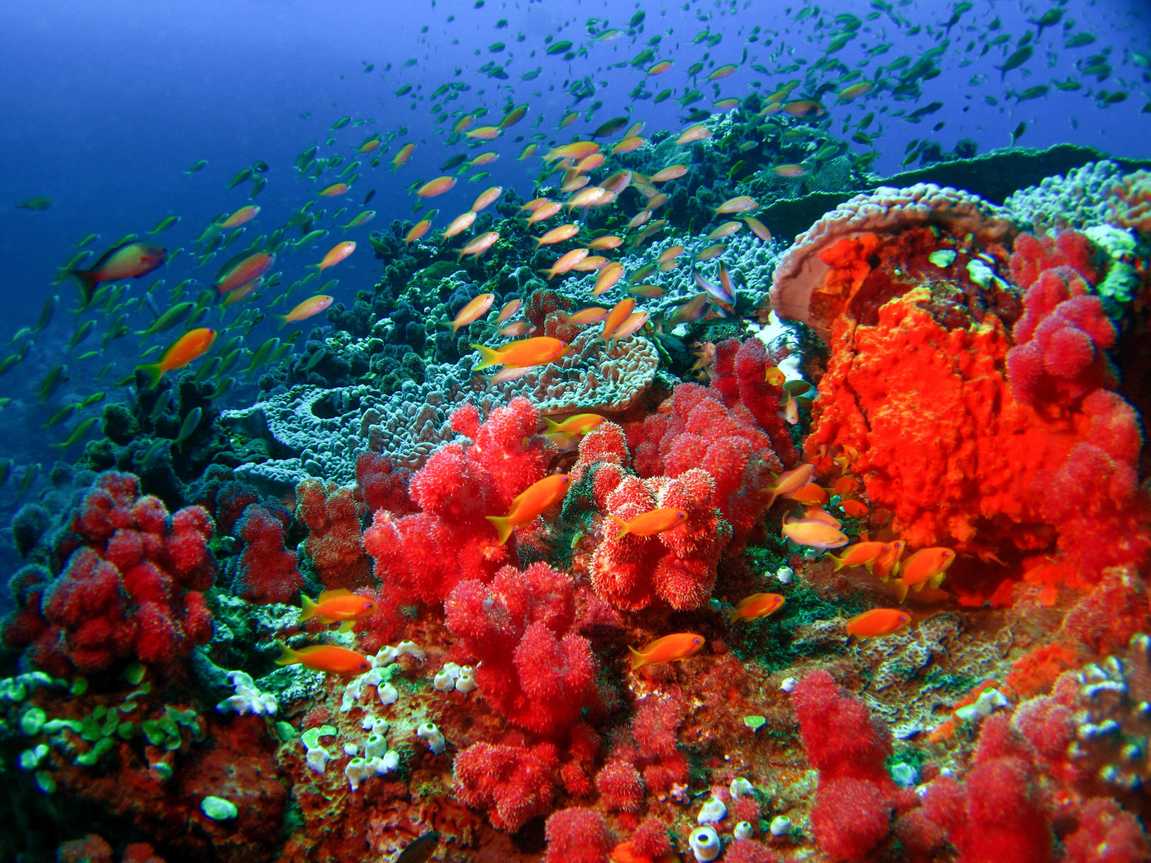 2 - 8 weeks Coral Monitoring in Sodwana Bay, South Africa
