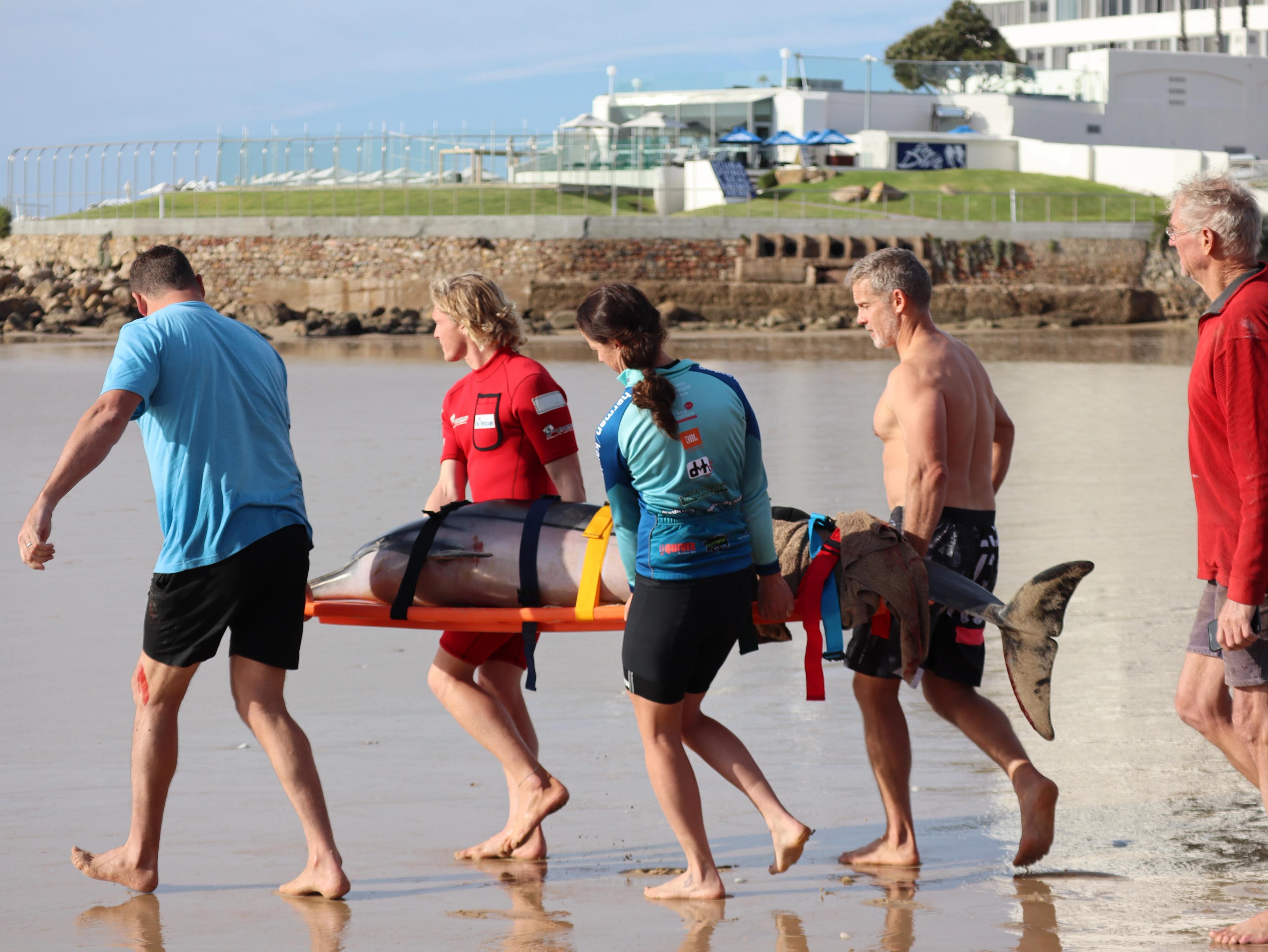 2 - 8 weeks Cetacean Protection, Shark Conservation in Plettenberg Bay, South Africa